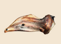 Oreille de boeuf XL