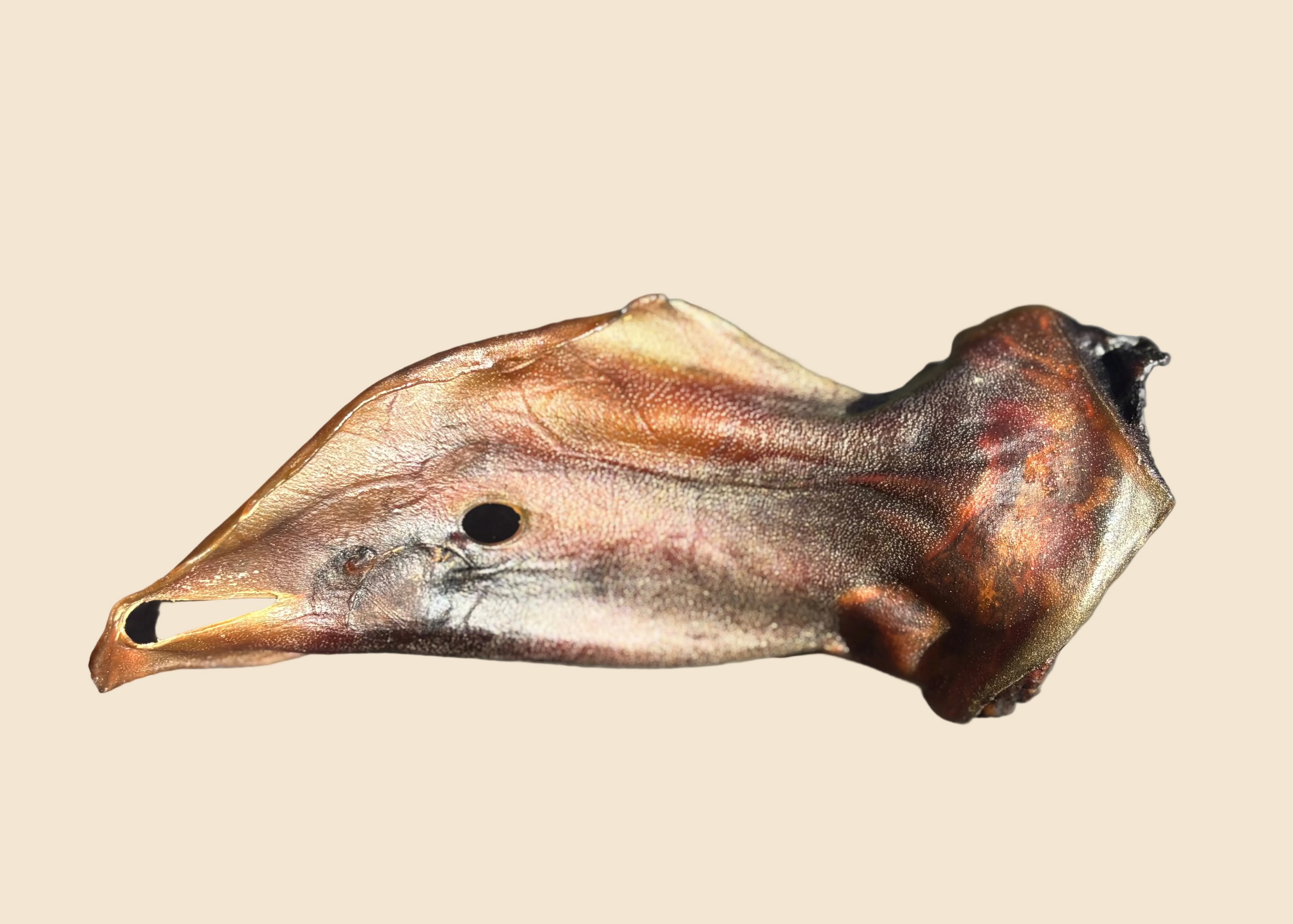 Oreille de boeuf XL