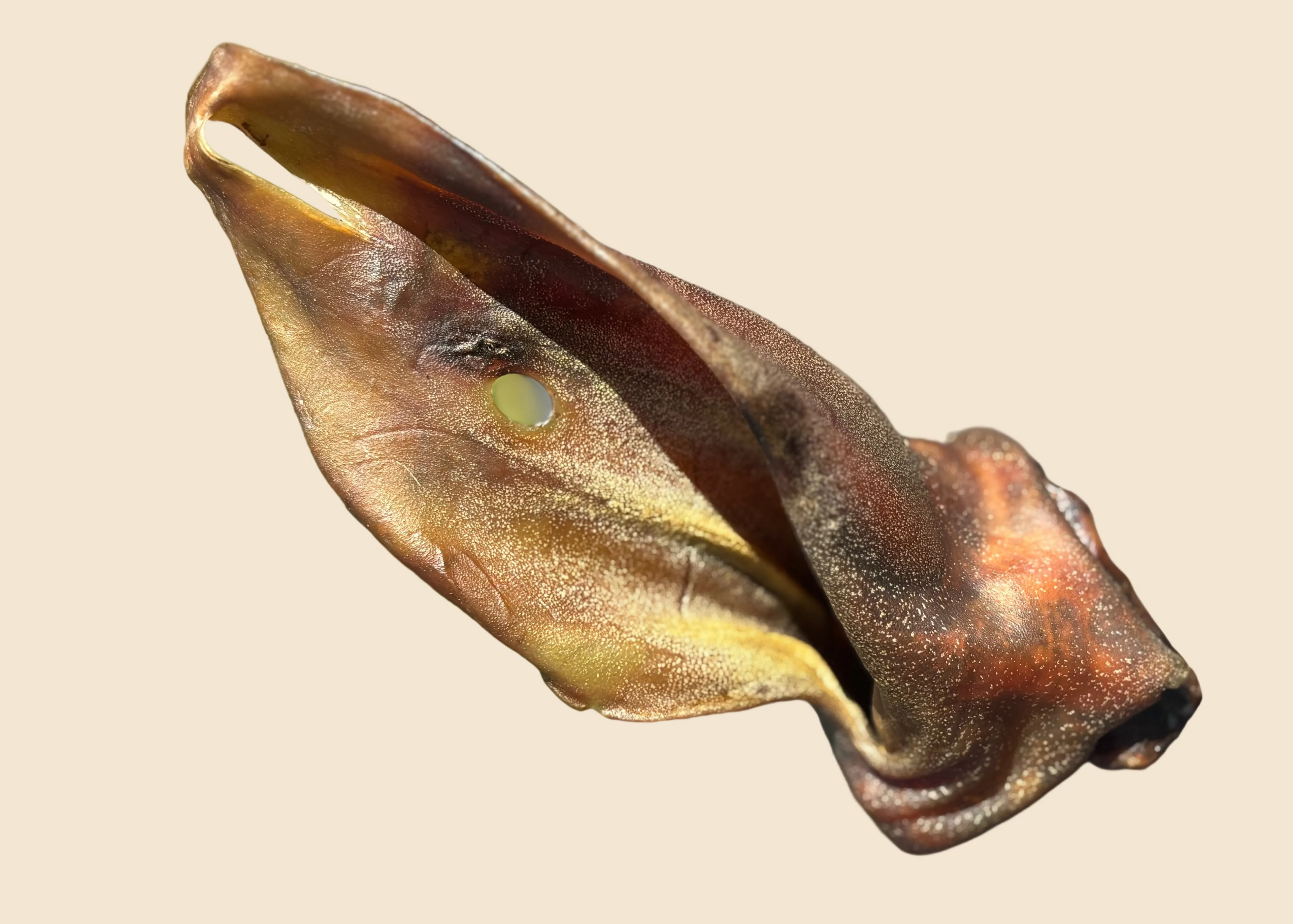 Oreille de boeuf XL