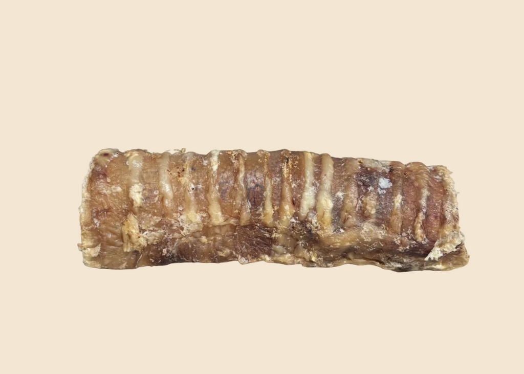 Trachée de boeuf - 15 cm