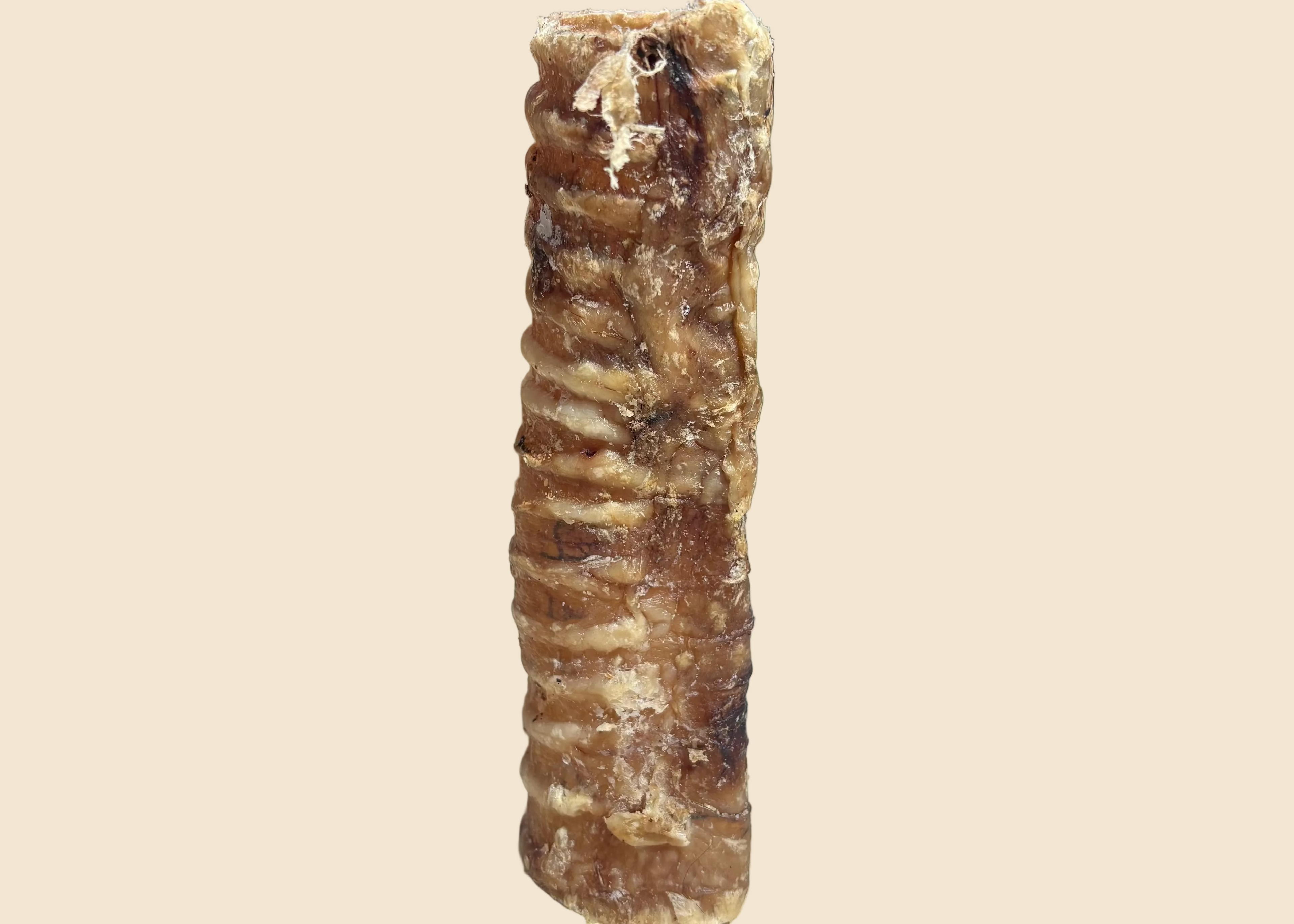 Trachée de boeuf - 15 cm