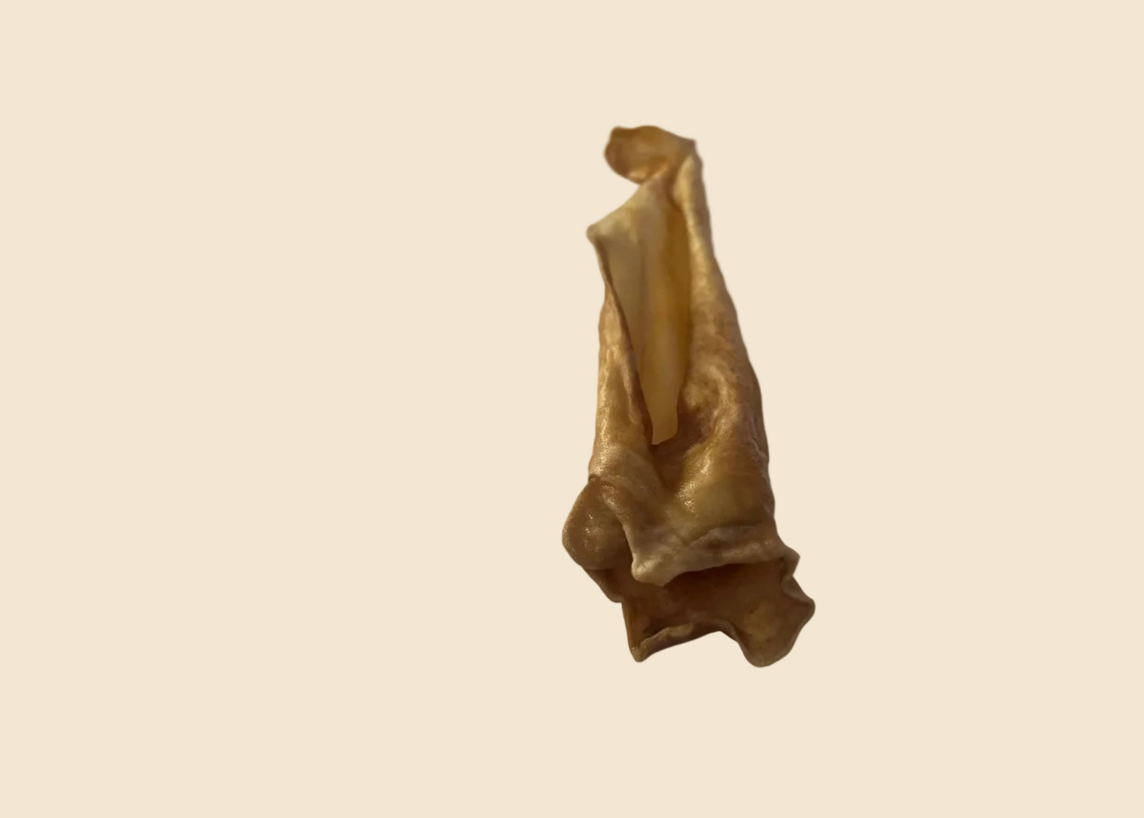 Oreille de chèvre