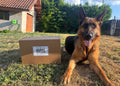Vaya en Vadrouille - La Box de mastications de juillet 🧳 🐶
