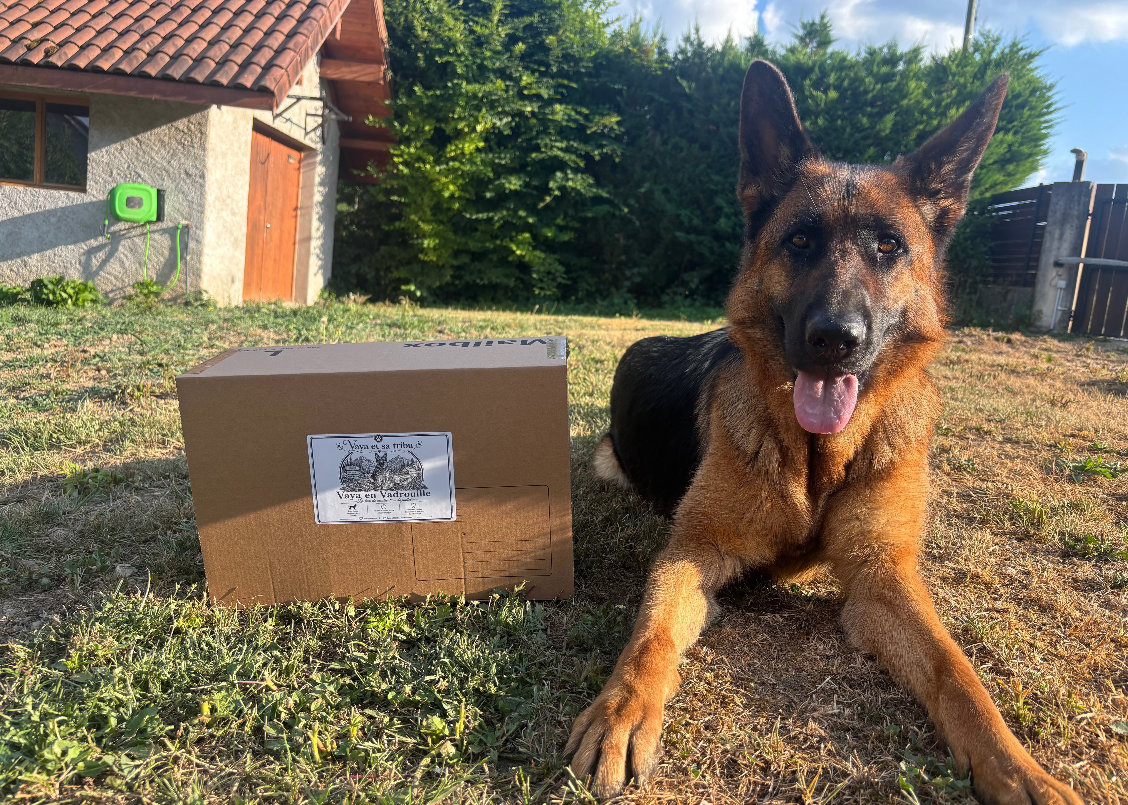 Vaya en Vadrouille - La Box de mastications de juillet 🧳 🐶
