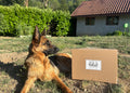 Vaya au Soleil - La box de mastications du mois d'août ☀️ 🐶